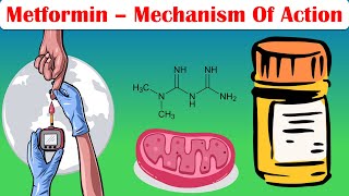 Metformin  Mechanism Of Action Pharmacology Of Metformin [upl. by Nylsirhc385]