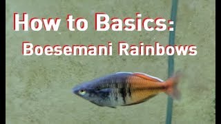 How To Basics Boesemani Rainbow Fish [upl. by Elaval]