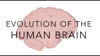 Evolution of the Human Brain [upl. by Riancho92]