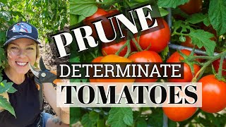 Pruning Determinate Tomato Plants 🍅 [upl. by Leiand]