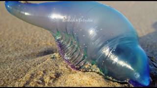 इस जीव को छूने भर से जा सकती है जान  Mysterious Blue Bottle JellyFish  BLUE BOTTLE [upl. by Sukcirdor]