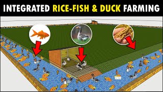 Integrated RICEFISH and DUCK Farming  Modern Agriculture Farm Design [upl. by Mooney]