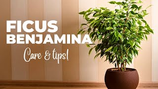 The Ultimate FICUS BENJAMINA Care Guide Weeping Fig Plant Care [upl. by Derwon]