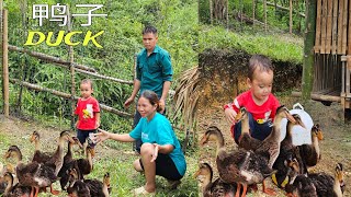 Simple life  Great love  Rebuilding the duck farm together  Le Thi Vui [upl. by Brice]