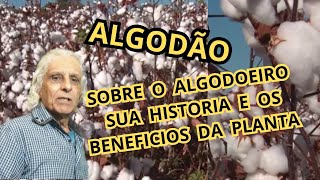 Algodão  um pouco sobre o algodão o algodoeiro e a história desta planta [upl. by Adnana924]