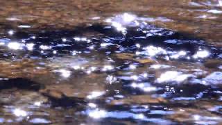 【自然の音】水面のきらめき  1 Hour Nature Sounds  The Sparkling of Lights on the Surface of the Stream [upl. by Frances]