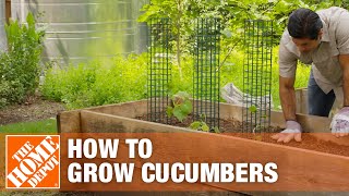 How to Grow Cucumbers  Planting Cucumbers  The Home Depot [upl. by Aiahc374]