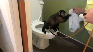 Capuchin Monkey USES TOILET CLEANS HANDS AND MORE [upl. by Ecadnac458]