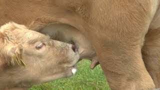 Kälbchen trinkt Milch von der Kuh Calf drinking milk from the cow [upl. by Anide620]