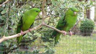 Catharinaparkieten  Aviarybirds – Budgie – Parakeets – Parkieten – Lovebirds [upl. by Linsk]