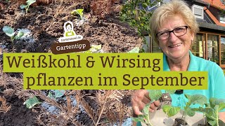 Wirsing und Weißkohl pflanzen im September [upl. by Nana]