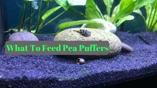 What to feed Dwarf Puffer Fish [upl. by Kcinnay74]