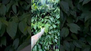 Growing Ayahuasca Vine Banisteriopsis Caapi paulstingray gardening [upl. by Ainoloppa323]