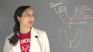 Important Concepts of Osmosis  Chemistry Lessons [upl. by Taima]