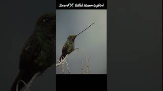 Sword ⚔️ Billed Hummingbird shorts facts [upl. by Oiruam542]