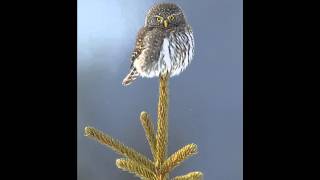 40 Pygmy Owl Ferruginous Fledgling begging chitter [upl. by Namijneb]