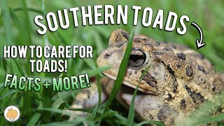 10 FACTS About SOUTHERN TOADS  Southern Toad Care [upl. by Asin901]