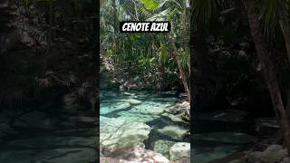 Cenote Azul🇲🇽 mexico yucatán playadelcarmen tulum [upl. by Conlee]