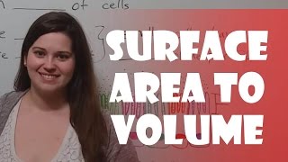 Surface Area to Volume Ratio [upl. by Roseann405]