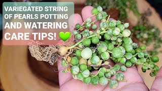 96 VARIEGATED STRING OF PEARLS HOW TO WATER CARE TIPS AND REPOTTING [upl. by Aivul]