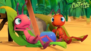 Beach Bums  Antiks 🐜  Funny Cartoons for Kids [upl. by Acinor]