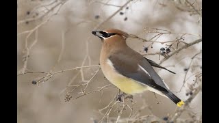 VOZ y CANTO Ampelis Chinito Bombycilla cedrorum quotAlas Resilientesquot [upl. by Llehsyt]