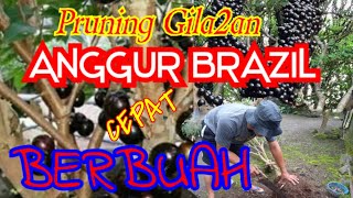 Cara Pruning Anggur Brazil cepat Berbuah [upl. by Ssilb]