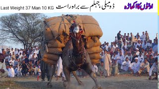 camel weightlifting domeli jhelum pakistan  37 mann 10 kg  2032022  Camel Weightlifting 2022 [upl. by Audun]