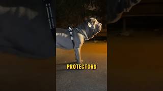 Neapolitan mastiff  the droopiest dog in the world mastiff dog amazing [upl. by Chem]