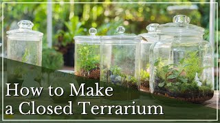 Closed Terrarium Basics  How to Make amp Care for Closed Terrariums  Terrarium Tutorials [upl. by Bannister]