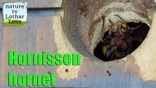 Hornisse beim Nestbau  Zeitraffer Hornet building nest  time lapse [upl. by Buffo181]