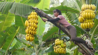 Harvest Big Bananas Go To Market Sell Buy Ducklings To Raise  Anh Free Bushcraft [upl. by Eitisahc]