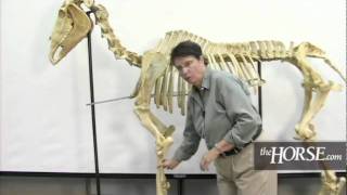 The Horses Skeleton Overview [upl. by Naujik]