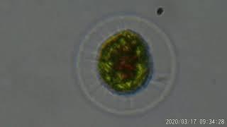 Haematococcus pluvialis [upl. by Fleeman]