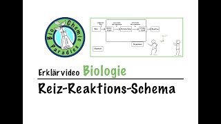 Erklärvideo Biologie – ReizReaktionsSchema [upl. by Incrocci418]