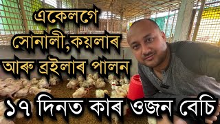 একেলগে সোনালীকয়লাৰ আৰু ব্ৰইলাৰ পালন ১৭ দিনত কাৰ ওজন বেচি Sonali Chicken farm॥ Broiler farm॥kroiler [upl. by Marian571]