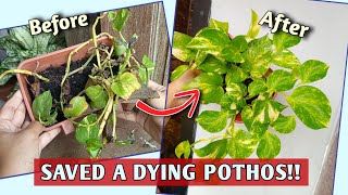 How I SAVE A EXTREMELY Struggling POTHOS How to SAVE A DYING POTHOS Pothos Plant Care [upl. by Nadbus]