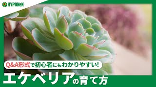 ☘90：エケベリアの育て方｜どんな場所で育てたらよいの？水やりや肥料、増やし方もご紹介【PlantiaQampA】植物の情報、育て方をQampA形式でご紹介 [upl. by Naillimxam833]