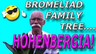 Bromeliad Family Tree Hohenbergia [upl. by Uphemia]