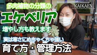 エケベリア 多肉植物 寒さに強い 育て方・管理方法 増やし方【おうちでガーデニング】開花園チャンネル [upl. by Oliy436]