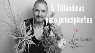 5 Tillandsias para Principiantes [upl. by Htebizile]