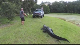 Heres how to stay safe when you live in alligator country [upl. by Yelrebma]