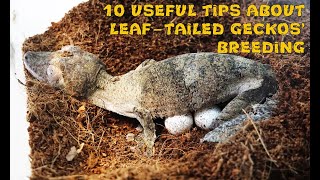 10 useful tips about leaftailed geckos breeding [upl. by Carilla]