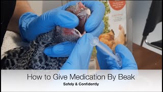 How To Give Chickens Medicine By Beak  Sez the Vet [upl. by Daub]