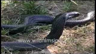 Cobra  a deadly venomous snake [upl. by Ruthie]