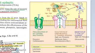 Pharmacology 413 j AntiEpileptics Carbamazepine MOA [upl. by Leuname]