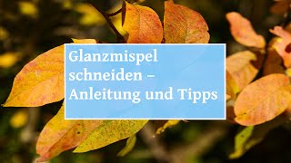 🏡 Glanzmispel schneiden – Anleitung und Tipps [upl. by Darrej]