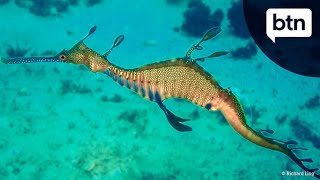 Weedy Seadragon  Behind the News [upl. by Dorinda]