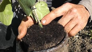 Planter les aubergines greffees  Les 4 Saisons du jardin bio [upl. by Atikaj]