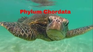 Phylum ChordataWhich animals belong [upl. by Etterual]